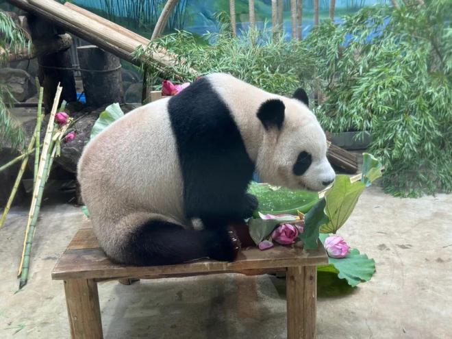 “顶流女明星”生日快乐ag旗舰厅娱乐平台今天